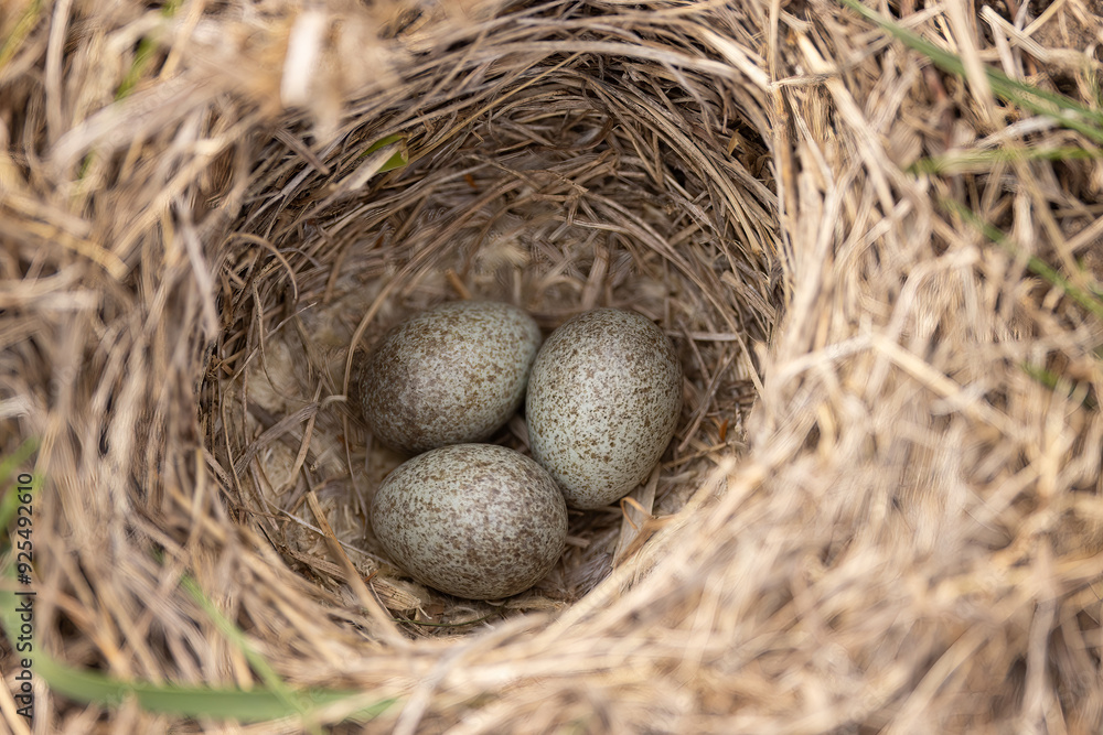 Horned lark nest and eggs, Eremophila alpestris, in spring time in Minnesota. Horned lark nest and eggs, Eremophila alpestris, in spring time in Minnesota.