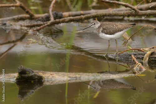 Solitary sandpiper, Tringa solitaria, fresh water shorebird nesting in trees. photo