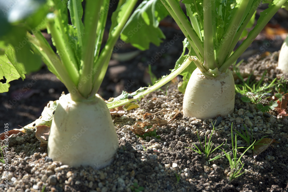 Obraz premium ダイコン