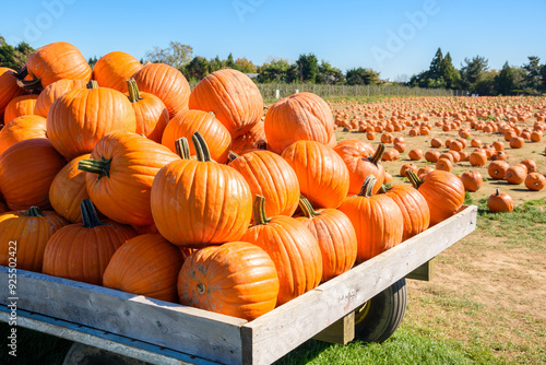 Pile of big pumpkins on a cart in front of a pumpkin patch on a sunny autumn day