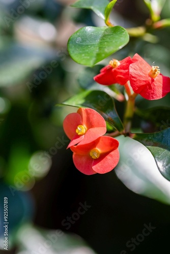 Euphorbia Geroldi red lowers on a nature background, succulent plant flowering in the botanical garden