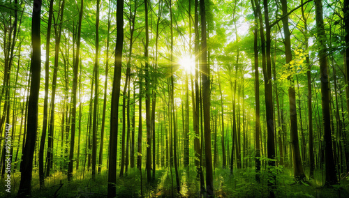 Panoramic view of a vibrant spring forest with sunlight filtering through tall tree trunks and green foliage, showcasing a serene natural landscape.