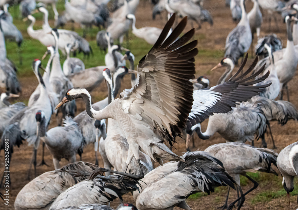 Fototapeta premium Cranes birds at Hahula nature park Israel