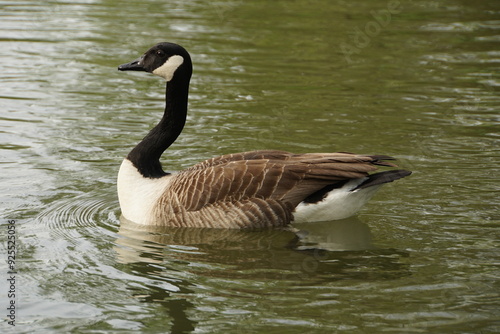 Canada Goose Swimming 2