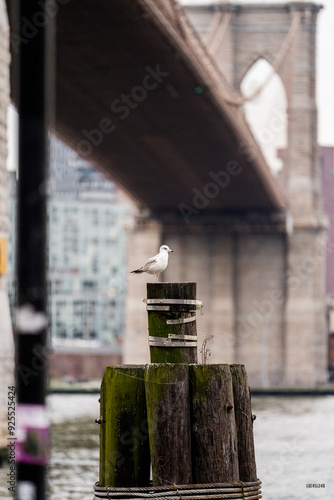 bridge