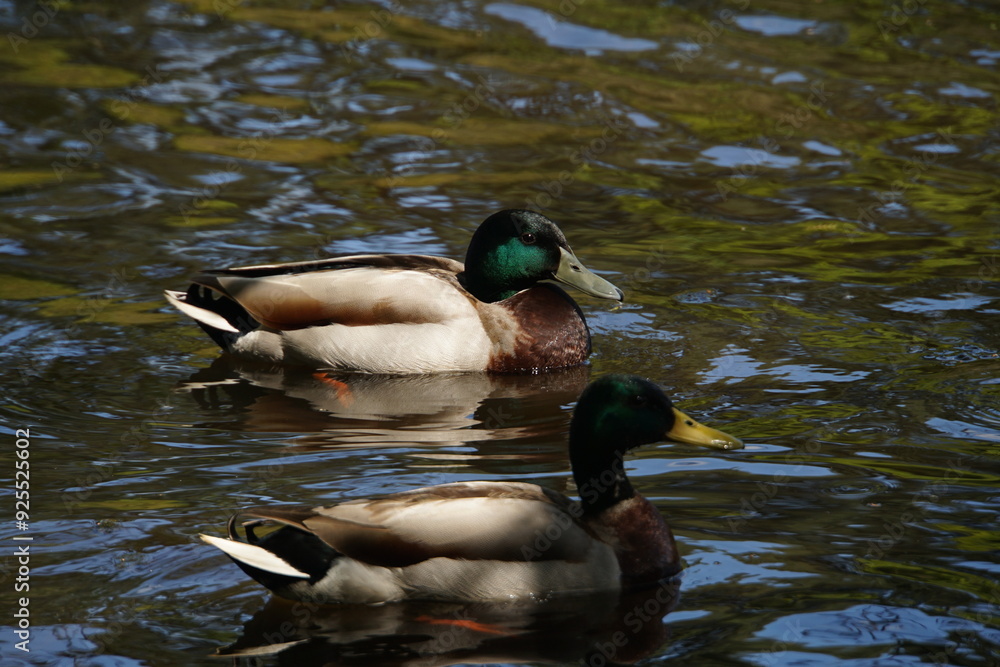 Obraz premium Swimming Mallard Drakes