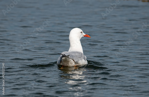 Bird were scattered on water of lake photo