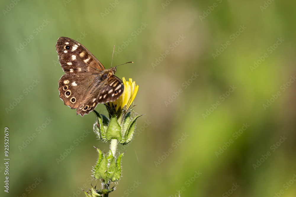 Close up of a Speckled Wood butterfly perched on yellow flower head with soft green bokeh Close up of a Speckled Wood butterfly perched on yellow flower head with soft green bokeh
