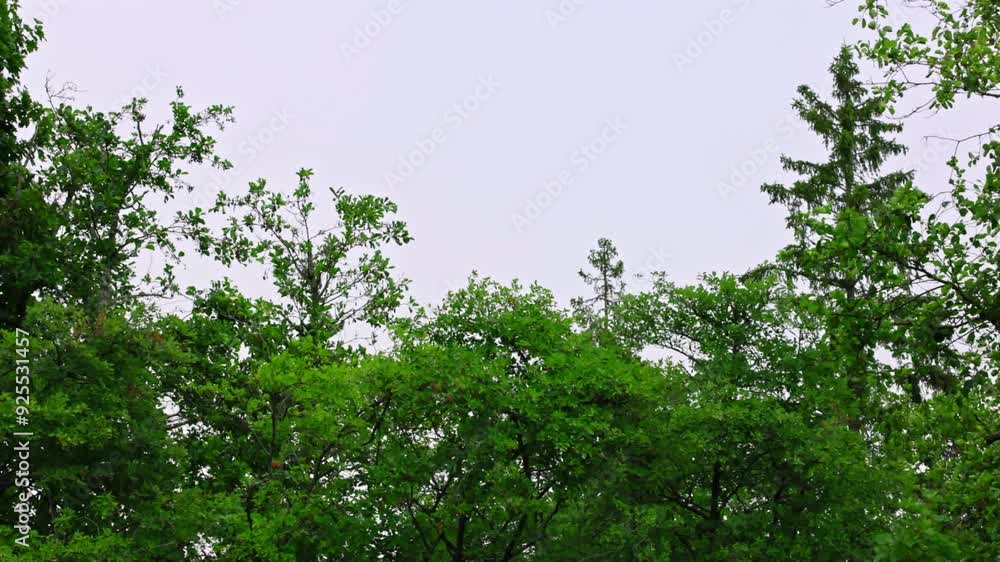 Gloomy summer day with rain, showing forest trees swaying gently in the breeze. Gloomy summer day with rain, showing forest trees swaying gently in the breeze.