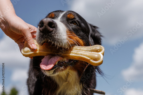 A dog cheerfully chews on a gigantic bone provided by its owner on a clear and sunny day outside photo