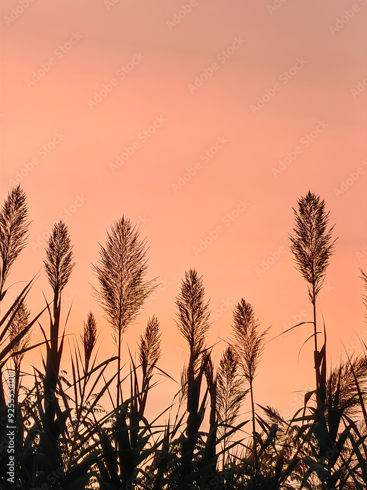 Beautiful bamboo reed in the evening sunset, silhouette of a grass in the red sky. Mobile phone photo, no filters applied, not AI Beautiful bamboo reed in the evening sunset, silhouette of a grass in the red sky. Mobile phone photo, no filters applied, not AI