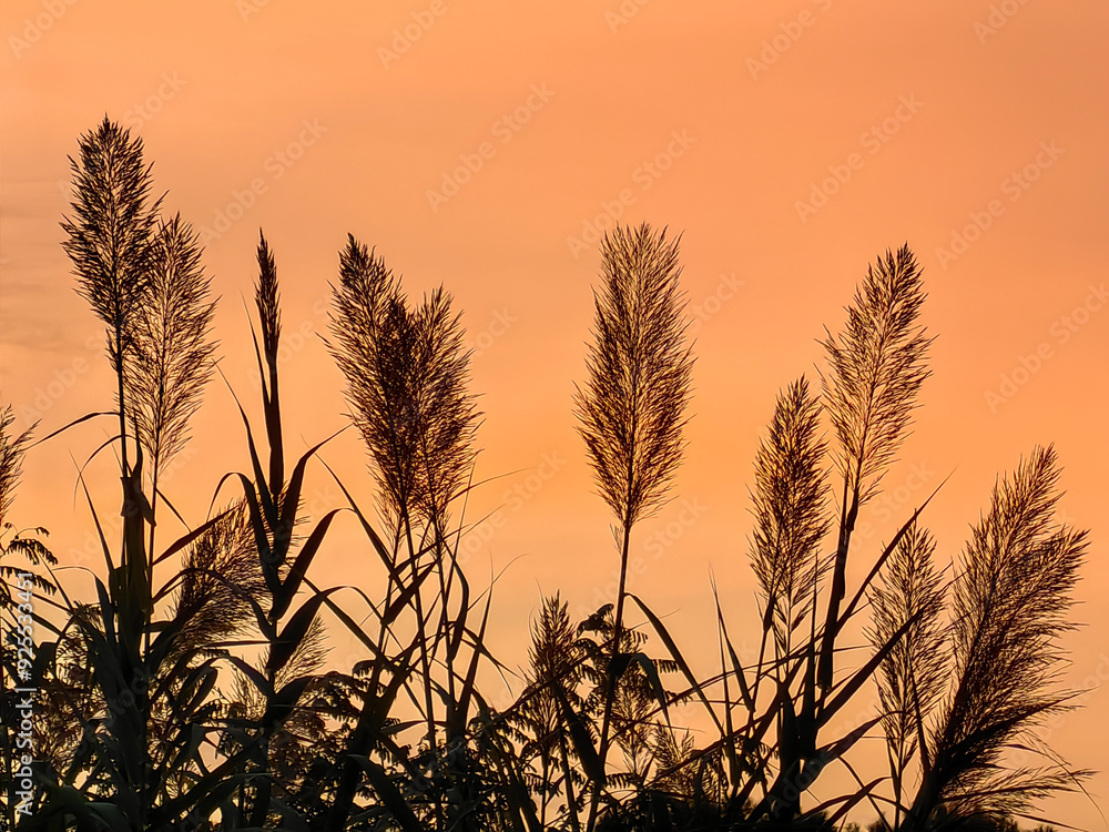 Beautiful bamboo reed in the evening sunset, silhouette of a grass in the red sky. Mobile phone photo, no filters applied, not AI Beautiful bamboo reed in the evening sunset, silhouette of a grass in the red sky. Mobile phone photo, no filters applied, not AI