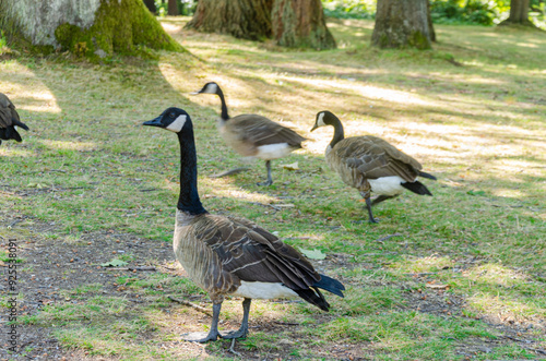 Canadian geese in Stanley Park, Vancouver, BC, Canada photo