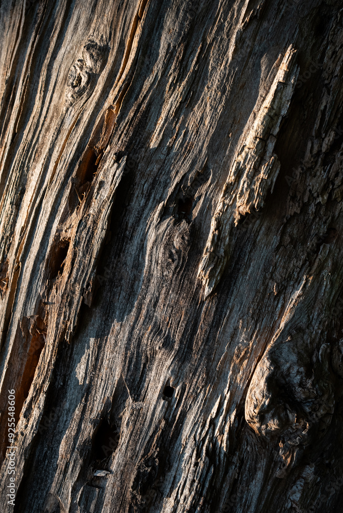 closeup texture of dead old dry dead tree trunk, macro wooden background closeup texture of dead old dry dead tree trunk, macro wooden background
