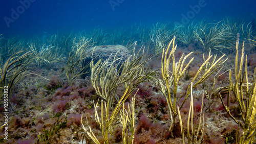 underwater view of coral reef in ocean