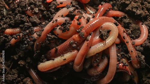 Wiggly worms and night crawlers creepy creatures wriggle in the dark decay soil. Darkness death and decaying decompose concept. Horror earthworms and eerie filthy mood for scary scene. Fear of worms. photo