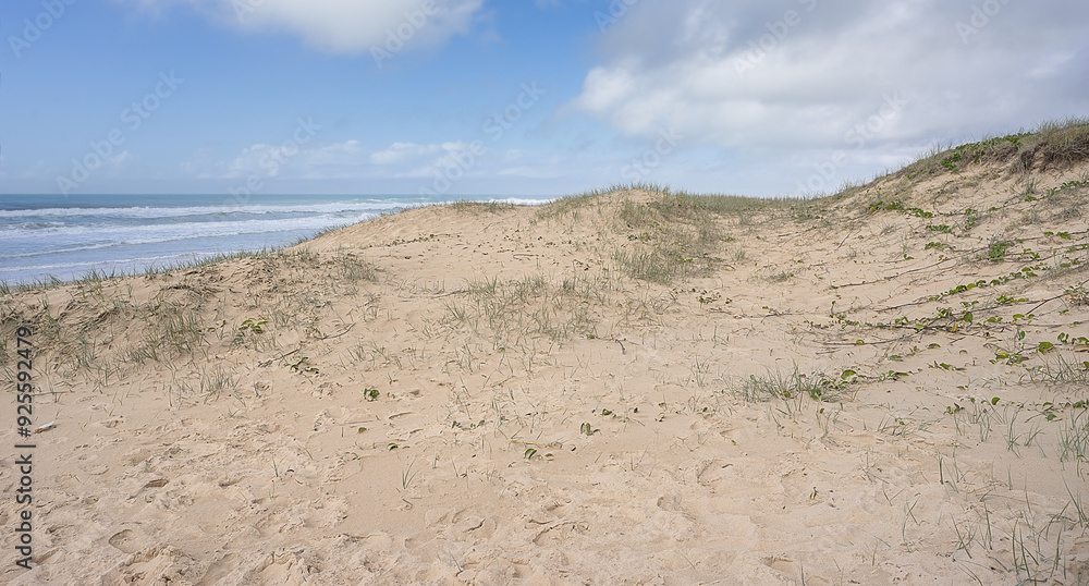 Coastal regeneration of vegetation on sand dunes to help stop erosion and protect the sea front from the force of the wild waves Coastal regeneration of vegetation on sand dunes to help stop erosion and protect the sea front from the force of the wild waves