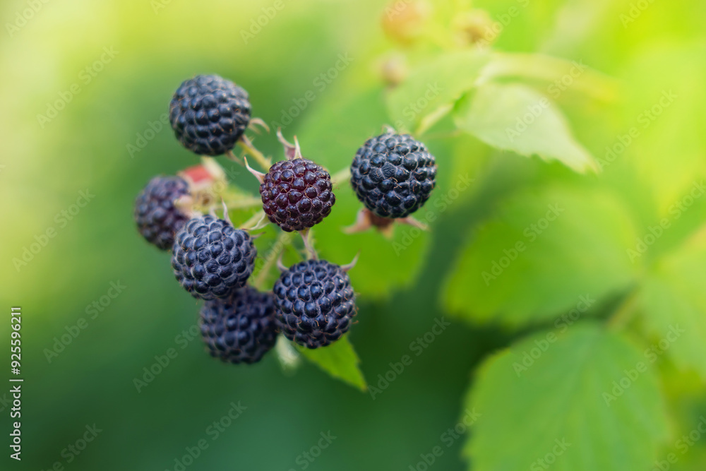 black raspberries on a branch, blackberries black raspberries on a branch, blackberries