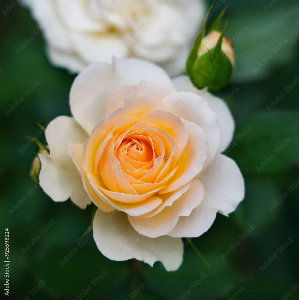roses blooming on bushes in the garden, plant background roses blooming on bushes in the garden, plant background