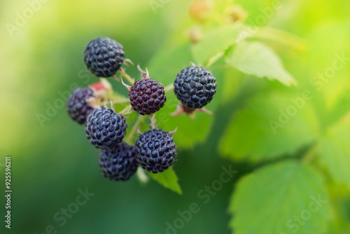 black raspberries on a branch, blackberries