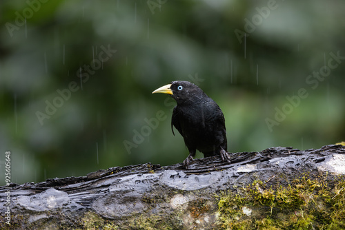 Perched Scarlet Rumped Cacique photo