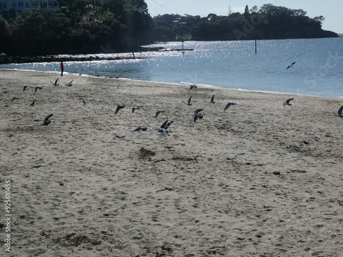 Pigeons on flight.