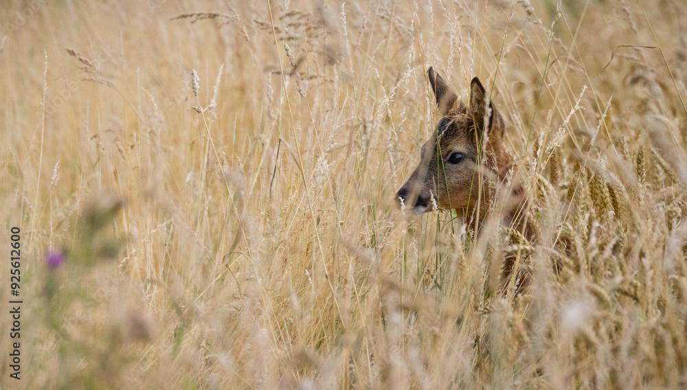 Obraz premium Roe Deer Partially Hidden in Long Grass