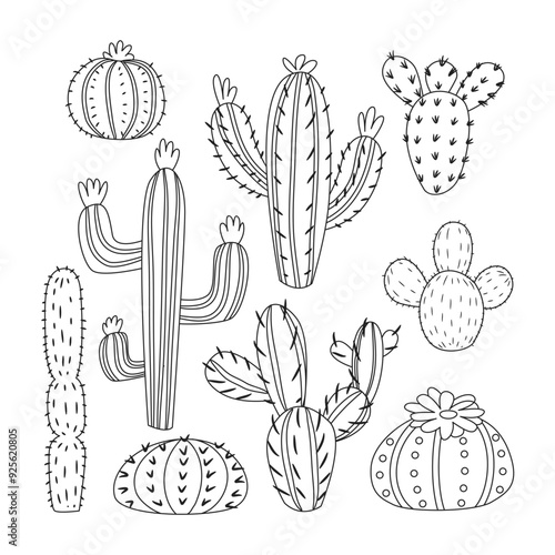 Set of cactus plant outline doodle, aloe and leaves. Collection of exotic plants. Decorative natural elements are isolated on white. Cactus with flowers illustration.