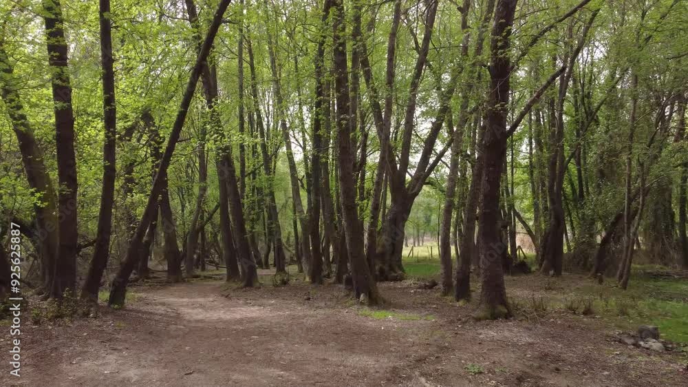 A peaceful dirt path meandering through a lush green forest, offering a tranquil retreat surrounded by nature's beauty. A peaceful dirt path meandering through a lush green forest, offering a tranquil retreat surrounded by nature's beauty.