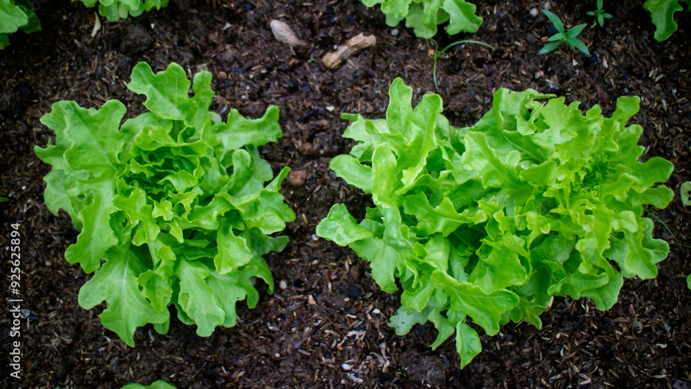 Photo of green salad vegetables above, grown on the ground. Photo of green salad vegetables above, grown on the ground.