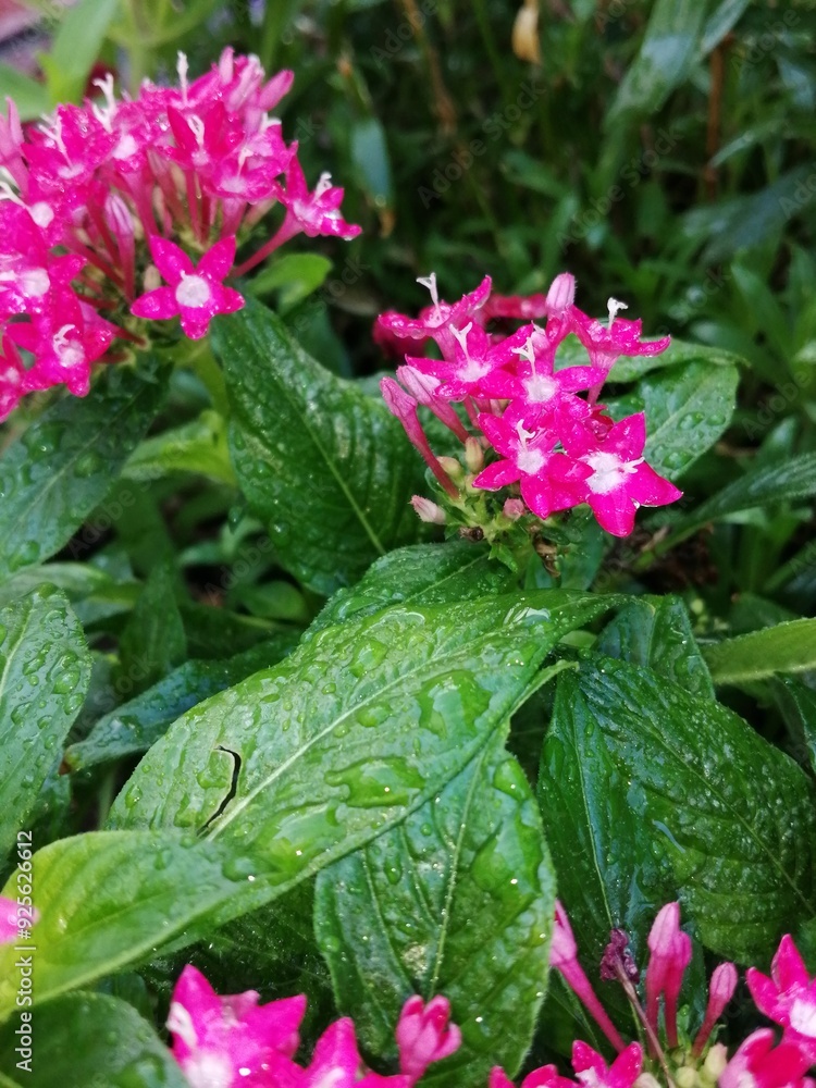 水玉 水玉