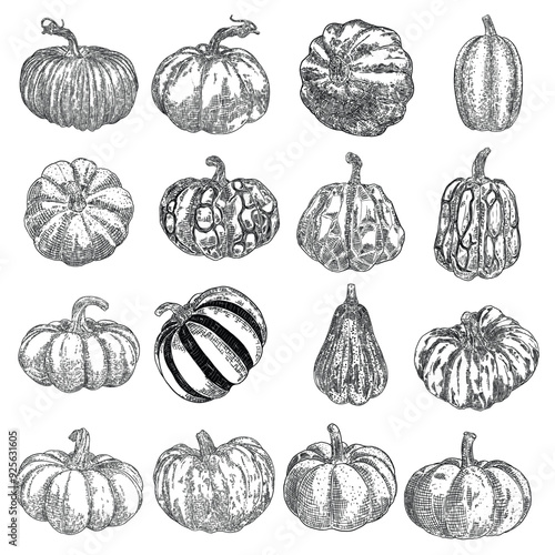 Pumpkin or gourd hand drawing sketch set. Halloween harvest illustration for decoration during October seasonal holidays Thanksgiving day and Family day. Symbol of Autumn. Vector.