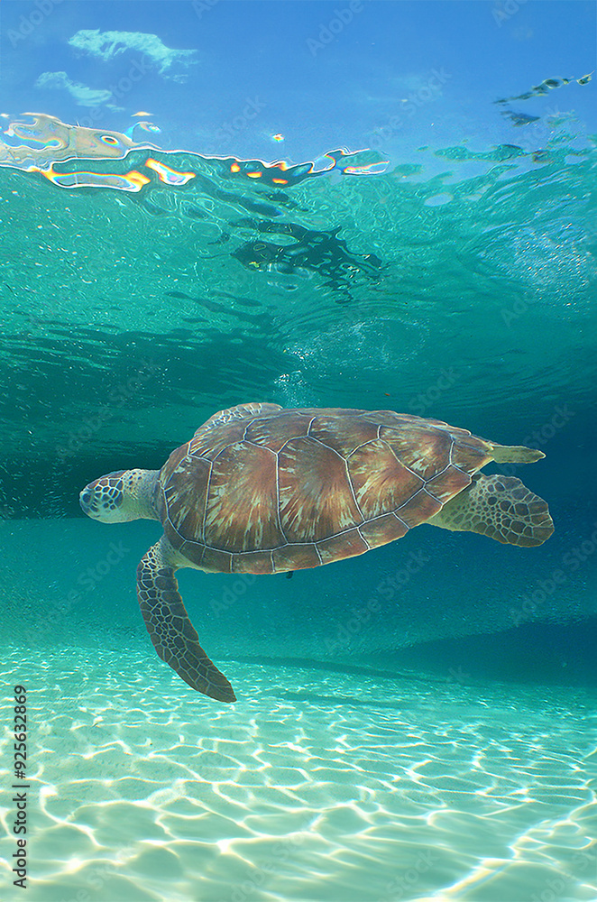 Obraz premium a sea turtle on a beach in the caribbean sea