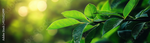 Close-up of vibrant green leaves in a lush forest. Perfect for themes of nature, growth, and tranquility.