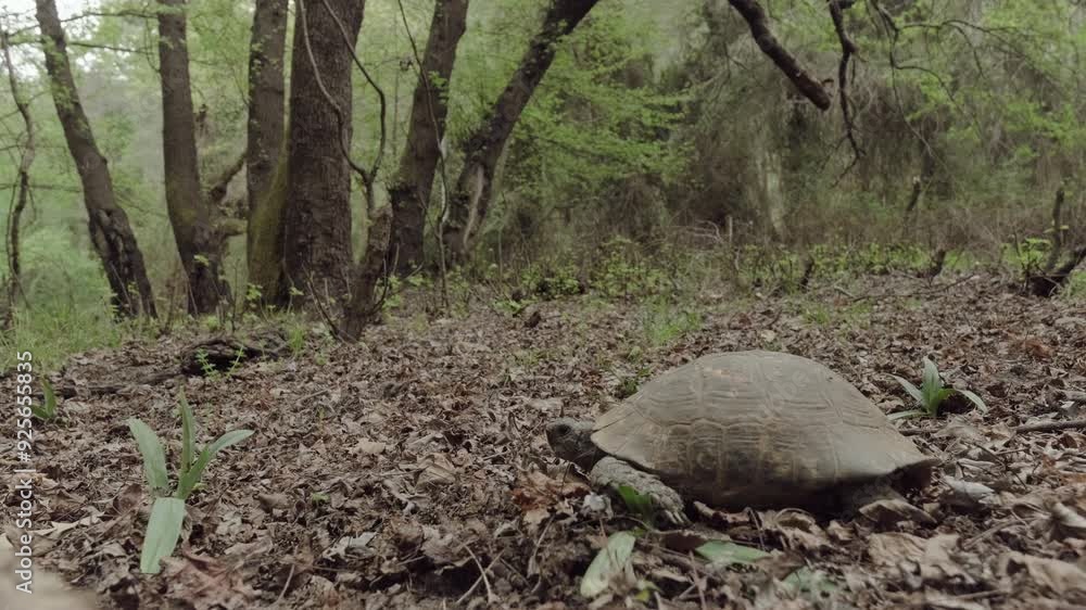 A tortoise slowly makes its way across the forest floor, surrounded by leaves, trees, and greenery, embodying the peacefulness and tranquility of nature. A tortoise slowly makes its way across the forest floor, surrounded by leaves, trees, and greenery, embodying the peacefulness and tranquility of nature.
