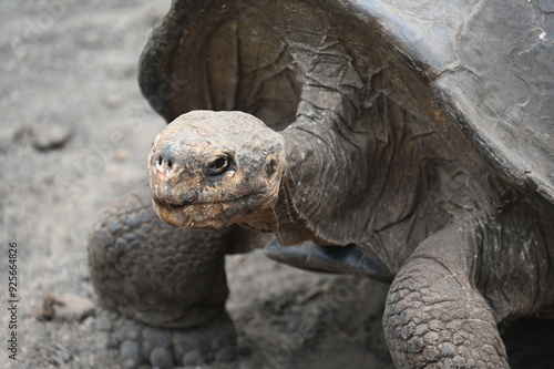 Giant Galapagos Turtle at Isla Isabela