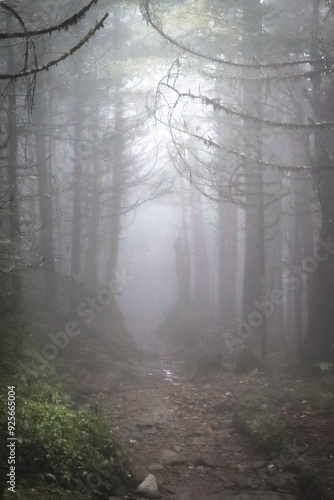 fog in the forest