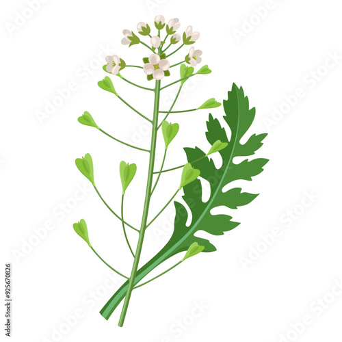 Vector illustration of Capsella bursa pastoris, known as shepherd's purse, isolated on white background.