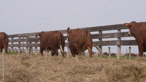  livestock environment in countryside. photo