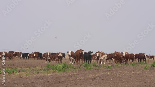 Braford cows in the field photo