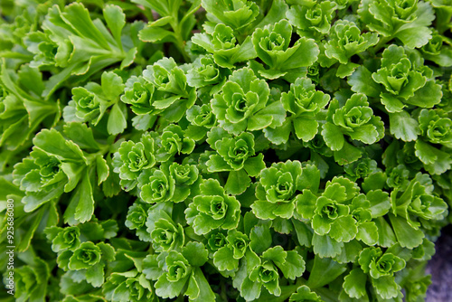 Green succulent plant in a beautiful healthy spring garden