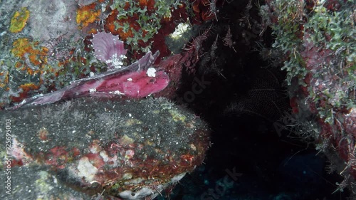 A red leaf scorpionfish lies on a rock and sways from side to side hunting for red shrimp.
Leaf scorpionfish (Taenianotus triacanthus) 10 cm. Extremely variable in color. photo