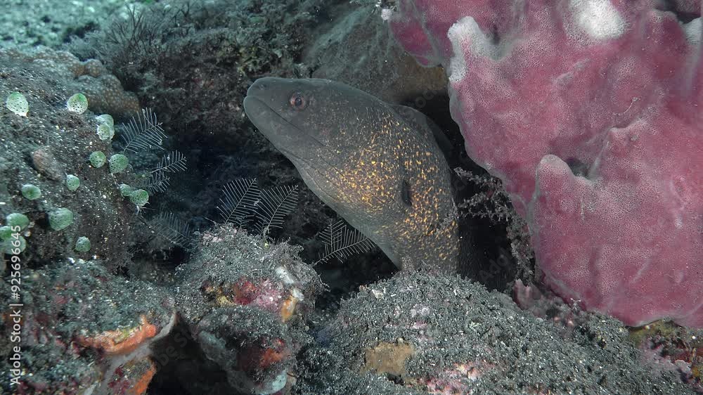 A moray eel sits in a crevice between rocks next to a red coral. Yellowmargin Moray (Gymnothorax flavimarginatus) 240 cm. ID: yellowish, gill opening with a black spot. A moray eel sits in a crevice between rocks next to a red coral. Yellowmargin Moray (Gymnothorax flavimarginatus) 240 cm. ID: yellowish, gill opening with a black spot.