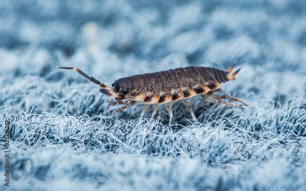 Porcellio scaber sitting on carpet. Porcellio scaber sitting on carpet.