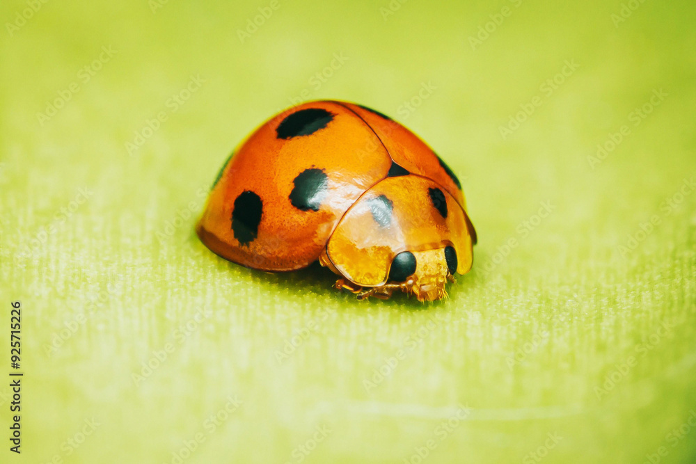 Close-up a Ladybug on flower and nature background. Close-up a Ladybug on flower and nature background.