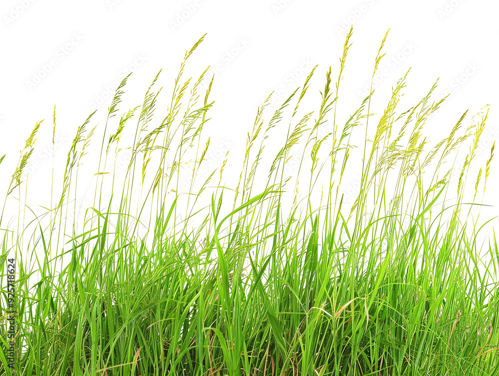 Fototapeta premium grass isolated on white background