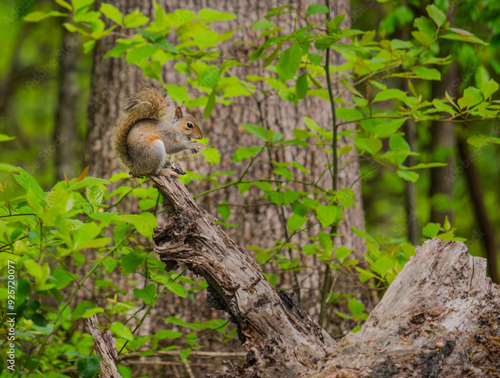 Eastern gray squirrel eating in a classical pose perched on the end of a dead branch Eastern gray squirrel eating in a classical pose perched on the end of a dead branch