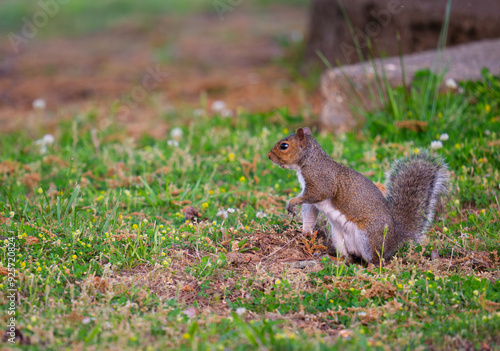 Canvas Print Eastern gray squirrel standing and looking tentative before deciding to forage f