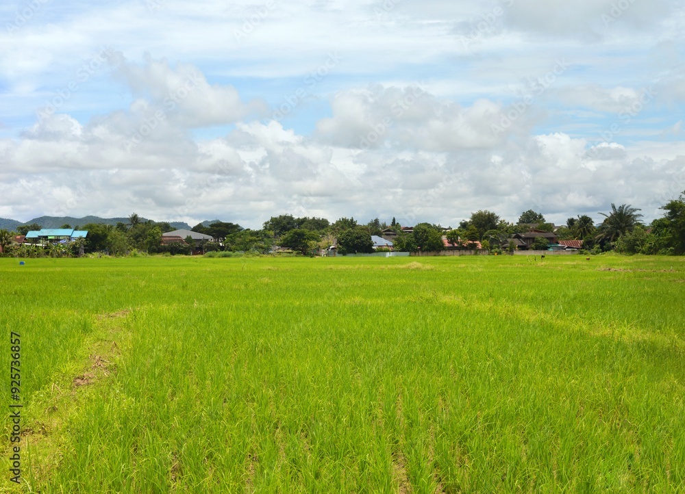 landscape with rice field in the countryside landscape with rice field in the countryside