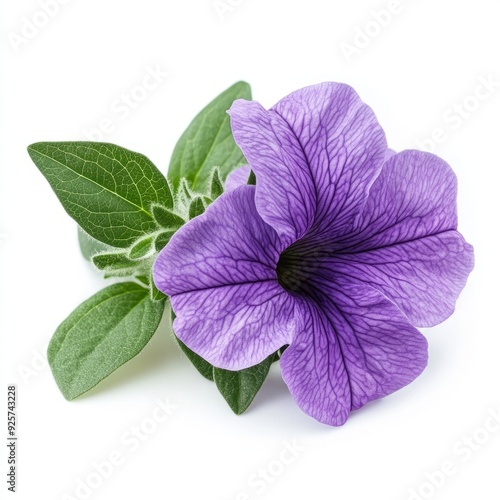 Close up of purple flower of petunia and leaves on an isolated white background